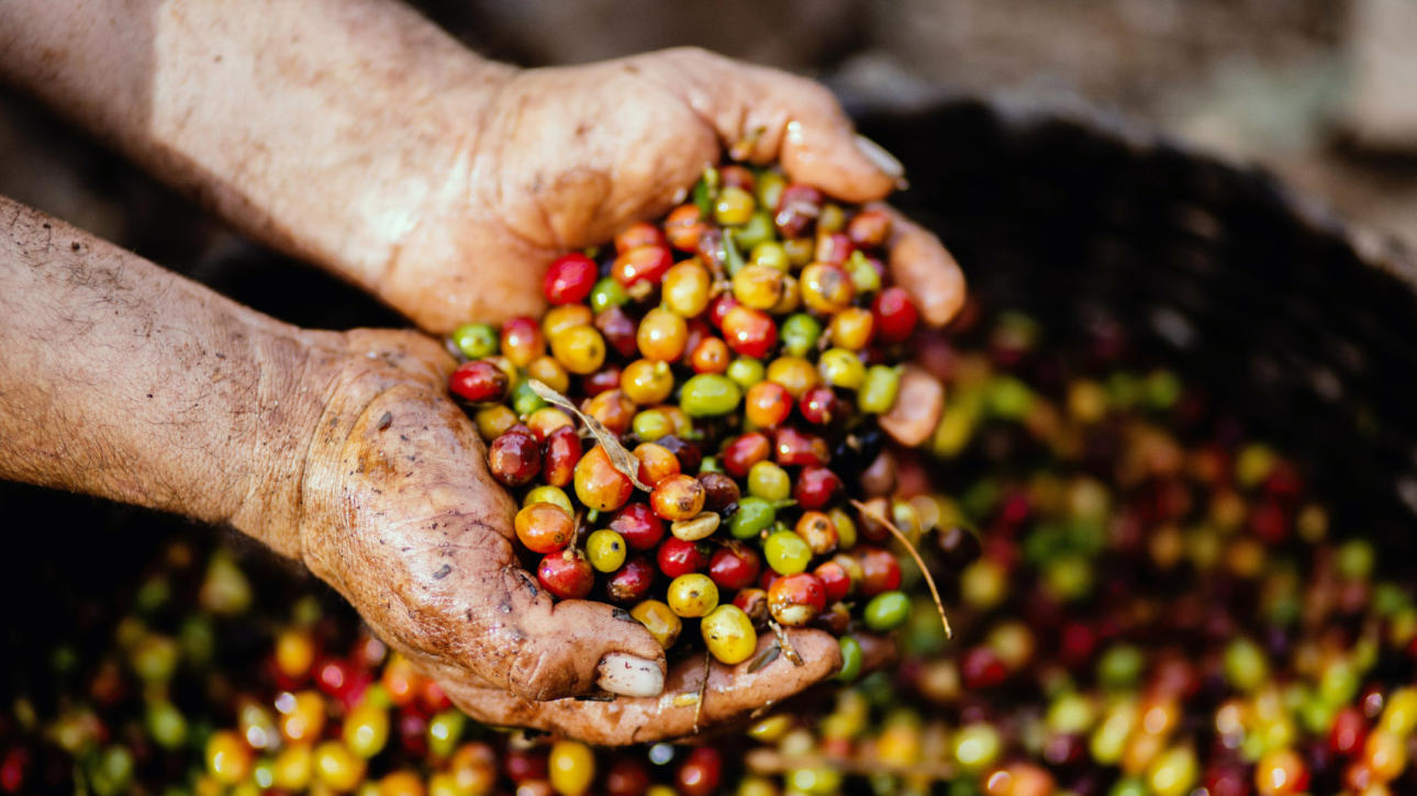 the history of coffee